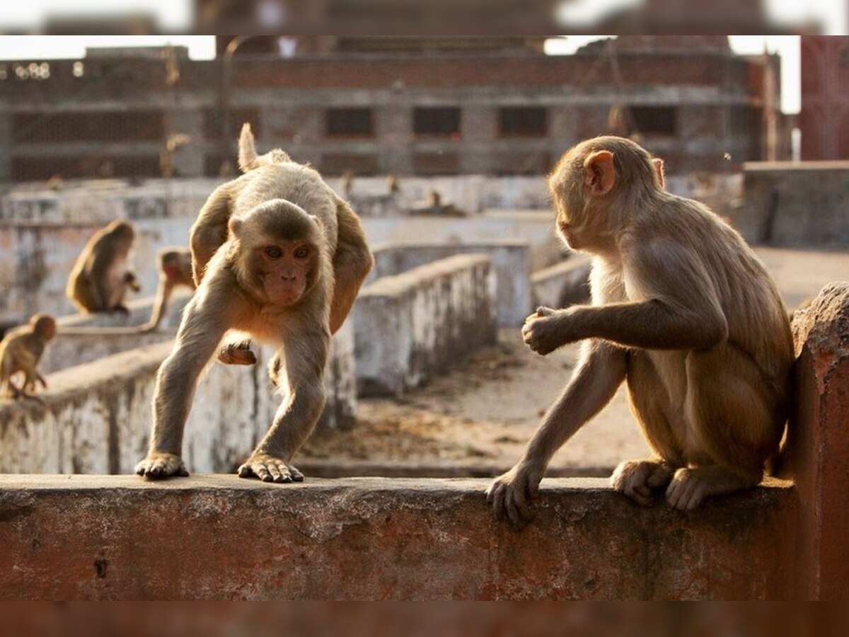 VIDEO: खेड्यांकडे चला! कोरोनामुळे शहरी भागातील माकडांचे स्थलांतर title=