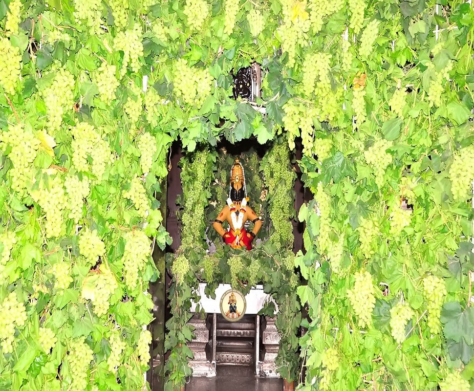 द्राक्षांच्या घडांनी सजला विठ्ठल-रूक्मिणी मंदिराचा गाभारा द्राक्षांच्या घडांनी सजला विठ्ठल-रूक्मिणी मंदिराचा गाभारा