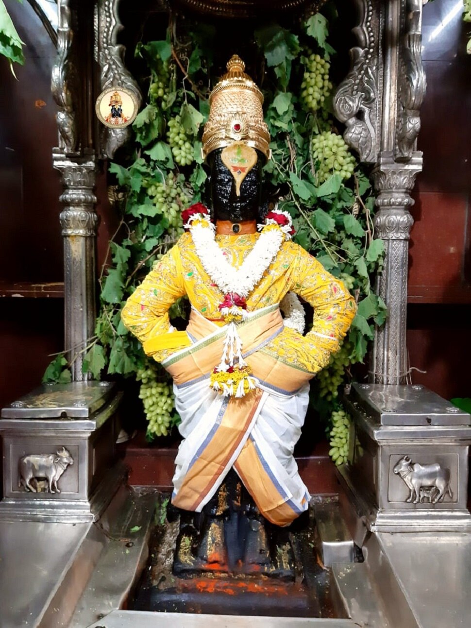 द्राक्षांच्या घडांनी सजला विठ्ठल-रूक्मिणी मंदिराचा गाभारा द्राक्षांच्या घडांनी सजला विठ्ठल-रूक्मिणी मंदिराचा गाभारा