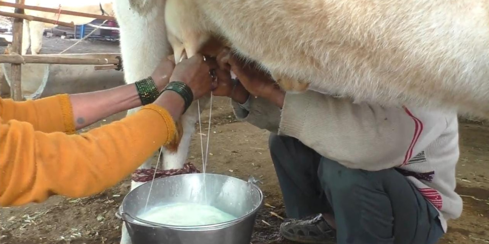 जागतिक दुग्ध दिन : दूध उत्पादक शेतकरी मात्र संकटात