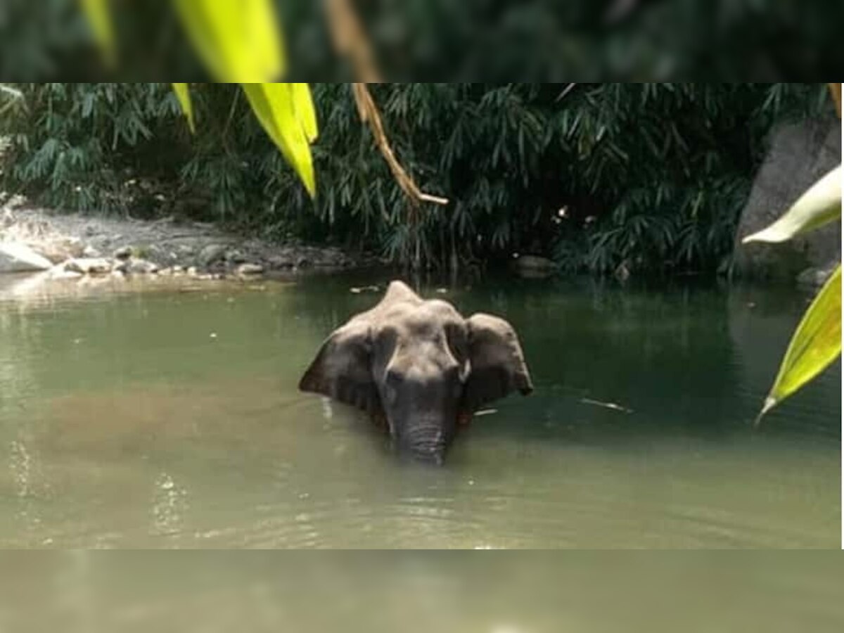 यामुळे झाला हत्तीणीचा मृत्यू, पोस्टमॉर्टम रिपोर्टमधील प्राथमिक कारण title=