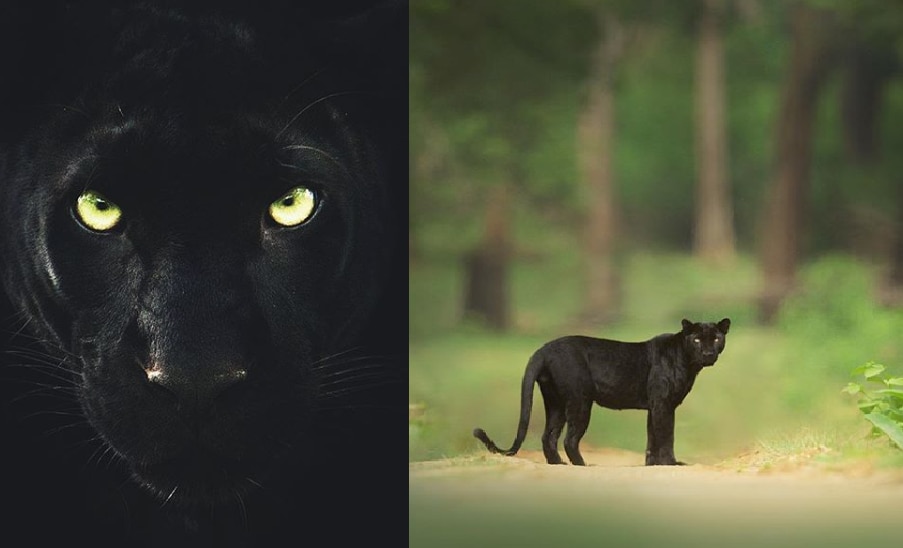 पाहा रुबाब shaaz jungच्या कॅमेऱ्यात कैद झालेल्या खऱ्याखुऱ्या ब्लॅक पँथरचा see some more photos