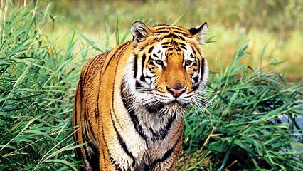 ...तर वाघांच्या अधिवासाला धोका; मुख्यमंत्र्यांची पर्यावरण मंत्र्यांना विनंती
