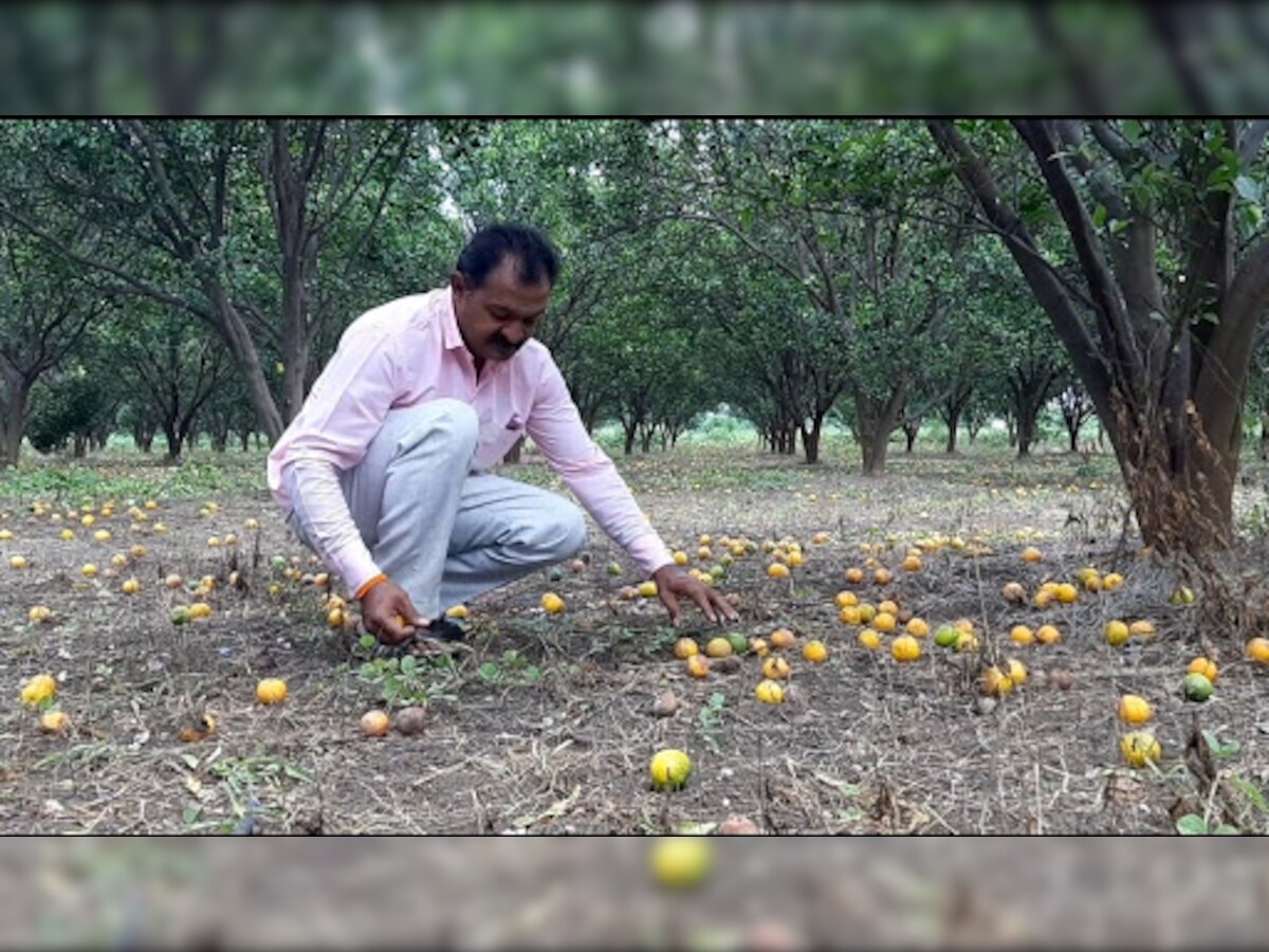 पश्चिम विदर्भातील शेतकऱ्यांना कोट्यवधींचा फटका  title=