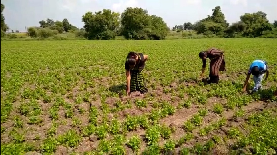 यशोगाथा : शेतकऱ्याच्या कष्टाचं मोल... कोथिंबिरीतून मिळवले तब्बल साडे बारा लाख 