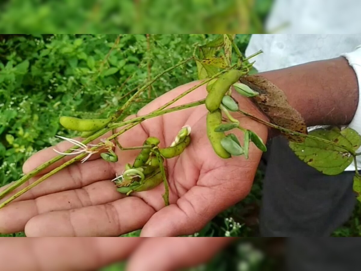 हजारो हेक्टरवरील सोयाबीनला पावसामुळे कोंब, कपाशीची बोंडेंही सडली; बळीराजा आर्थिक संकटात title=