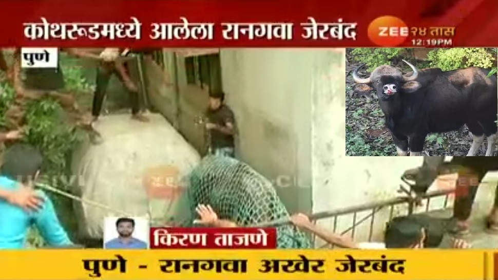 wild-animal-gava-entered-in-pune