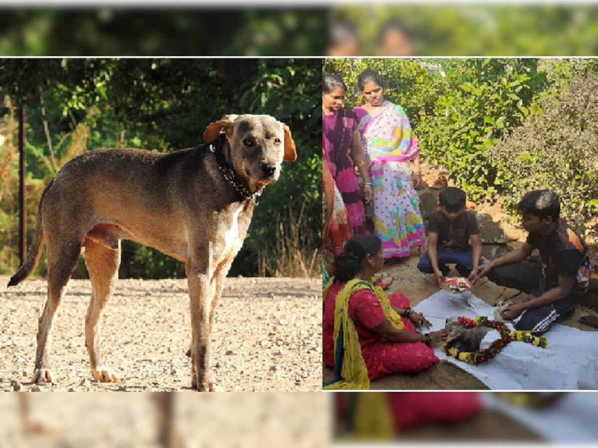 'टॉमी'च्या निधनानंतर कुटुंब बुडाले शोकसागरात, केले अंत्यसंस्कार  title=