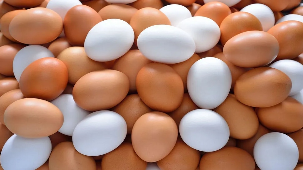 अंड्यांची किंमत प्रति शेकडा ५५० रुपये किंमत 