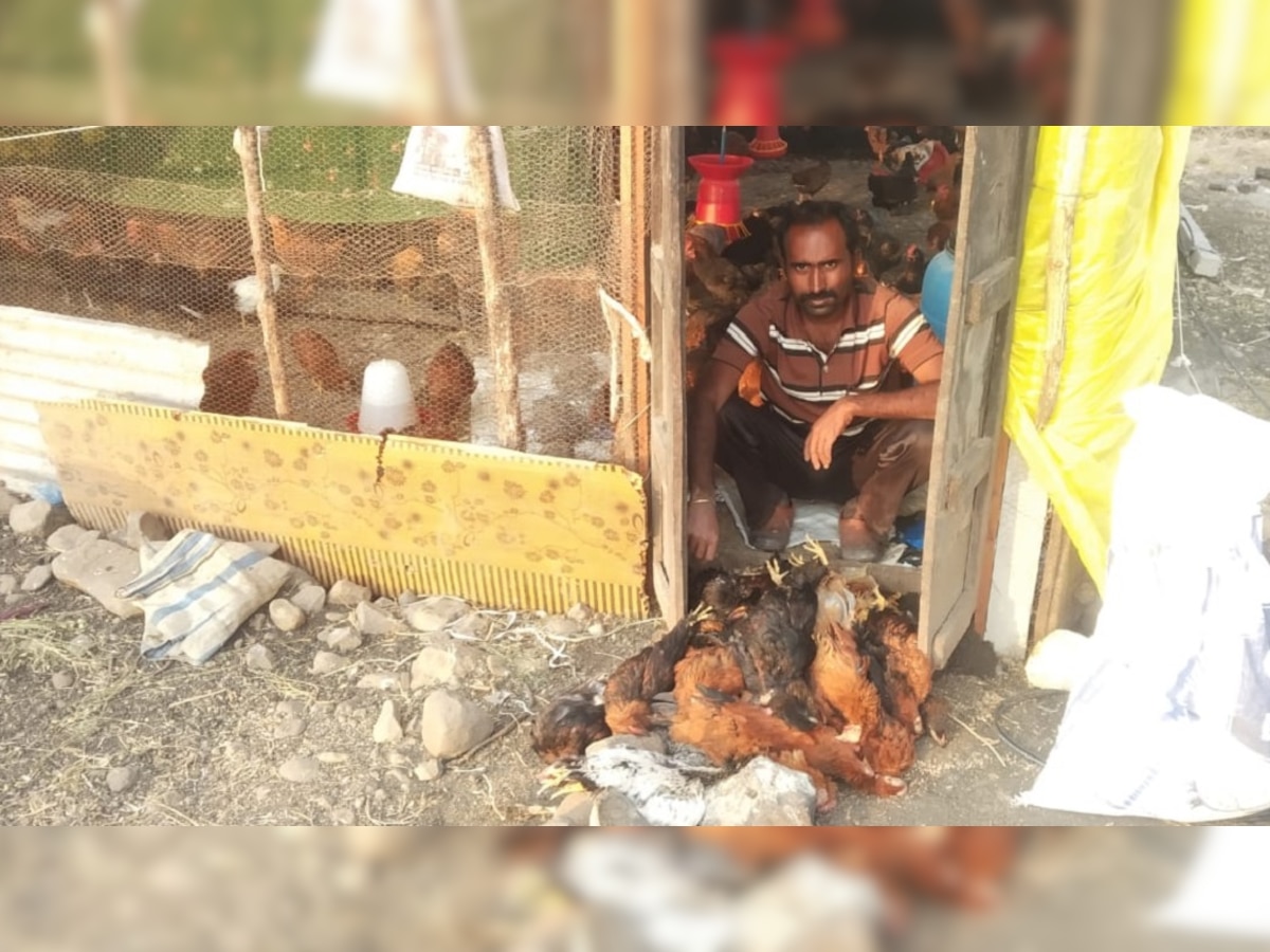 लातूरमध्ये 128 गावरान कोंबड्यांचा मृत्यू, परिसरात खळबळ title=