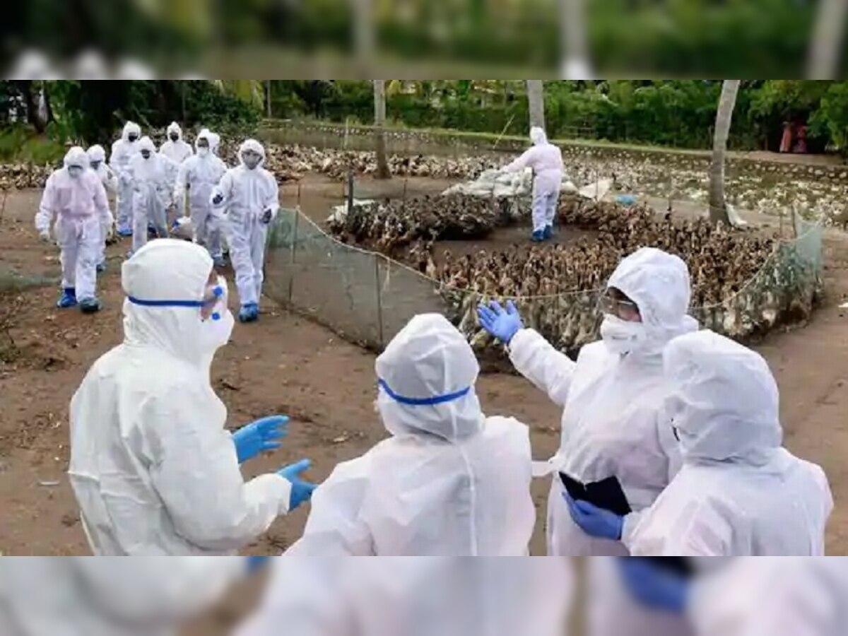 महाराष्ट्रातही Bird Flu चा शिरकाव; परभणीत ८०० कोंबड्यांचा मृत्यू  title=