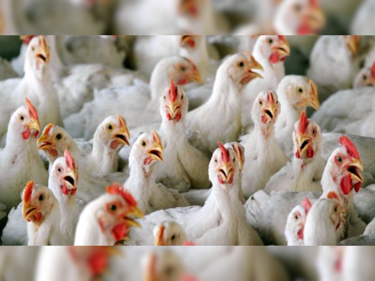 Bird flu : राज्यातील सर्वात मोठं कलिंग, तब्बल ९ लाख कोंबड्या मारल्या जाणार title=