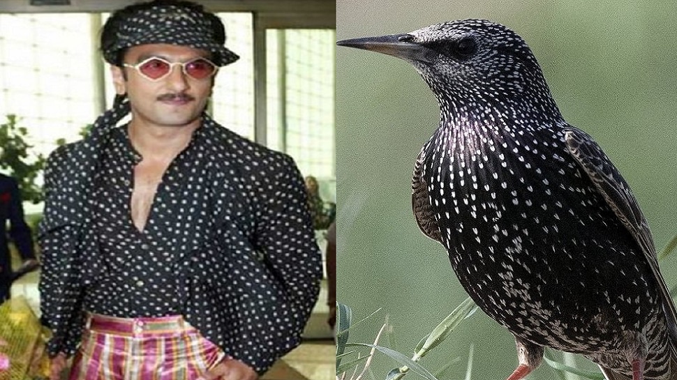 रणवीर सिंहची ड्रेसिंग स्टाईल या पक्ष्यांशी मिळती जुळती. हुबेहुब फोटो पाहूण तुम्ही देखील व्हाल हैराण