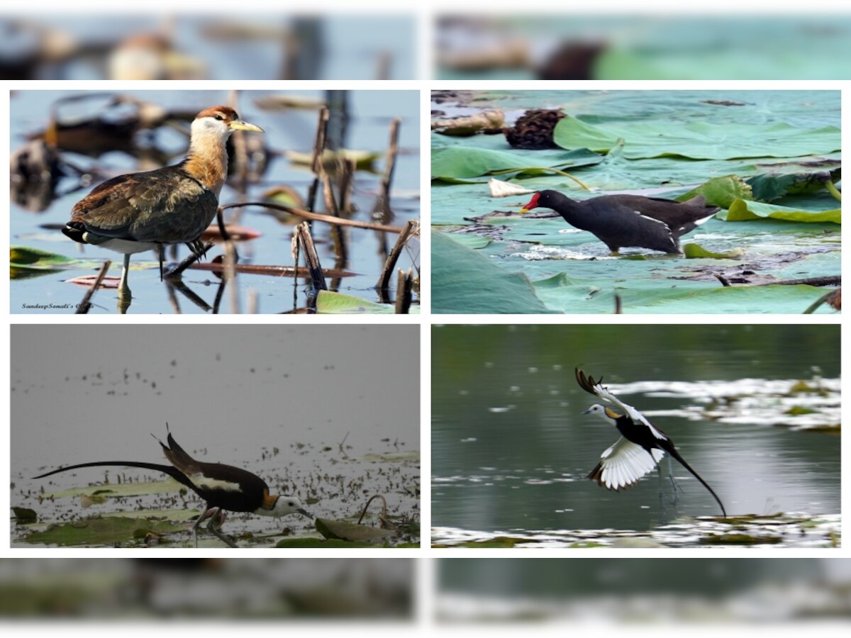 स्थलांतरित पक्षांचा भंडाऱ्यात मुक्तविहार  title=