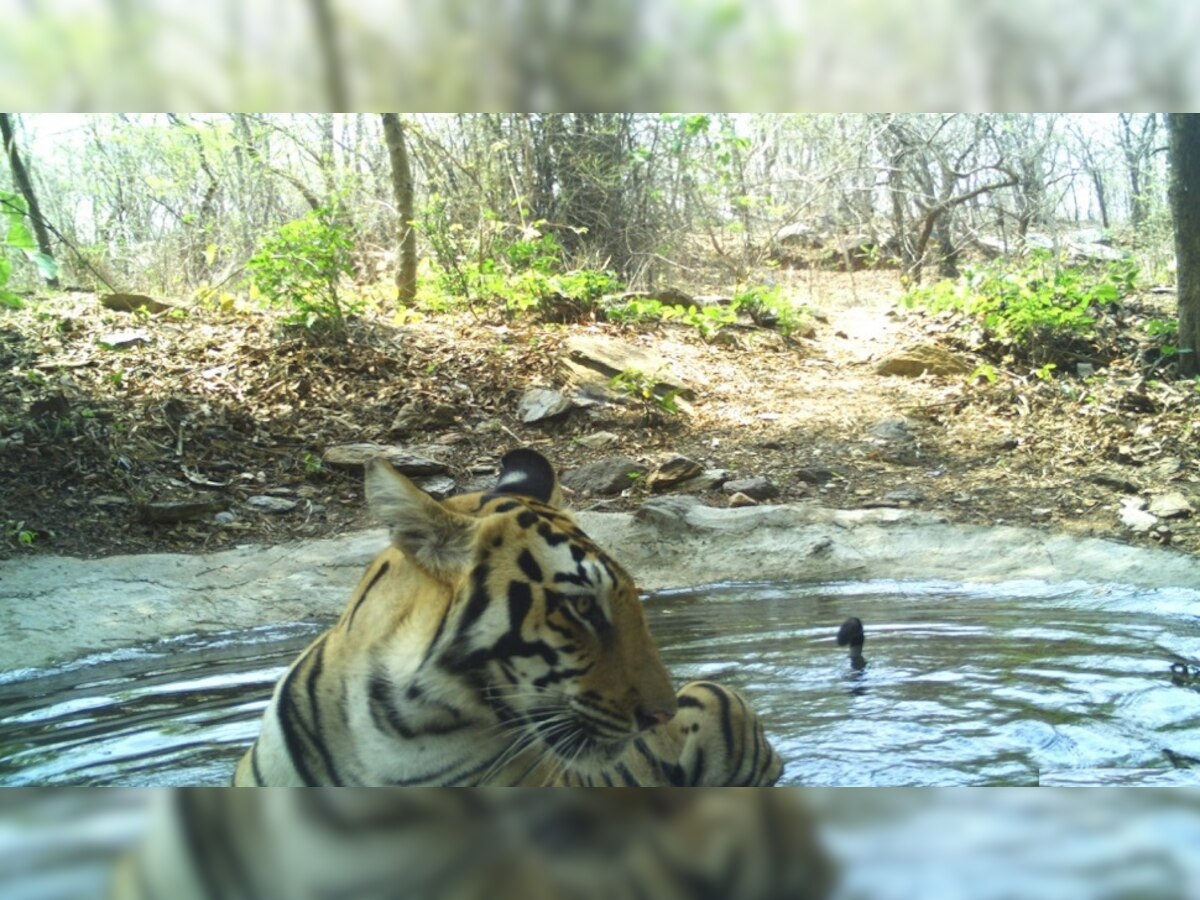 वन्य प्राण्यांची पाण्यासाठी भटकंती,  वाघ-काळवीट-अस्वल पानवठ्यावर title=