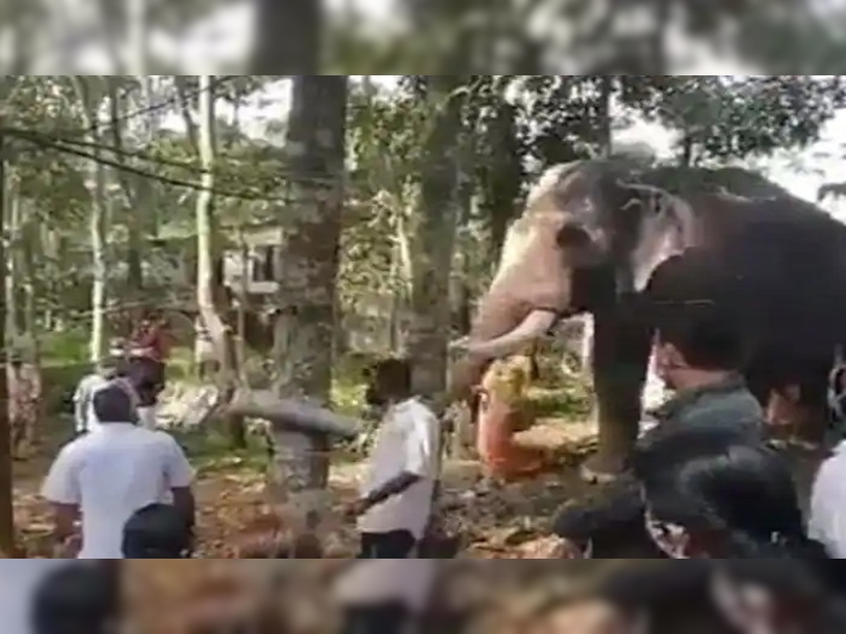 Elephant Emotional Video : माहुताच्या अंत्यदर्शनासाठी पोहोचला हत्ती...अखेरच दर्शन घेताना भावूक  title=