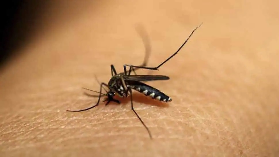 How To Identify Dengue Mosquito