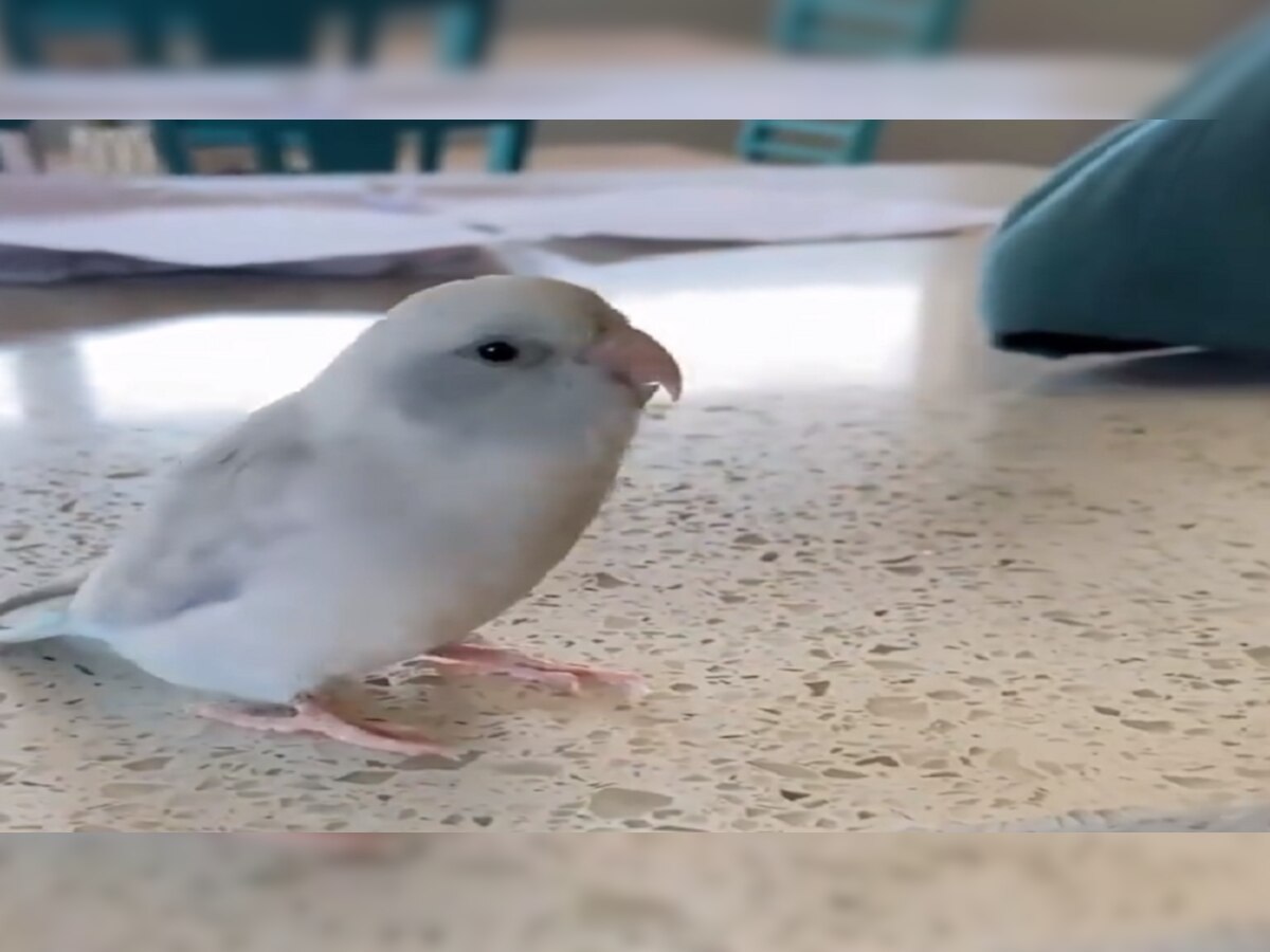 पक्षी म्हणतो I LOVE YOU, हा व्हीडिओ पाहण्याचा मोह तुम्हालाही आवरणार नाही title=