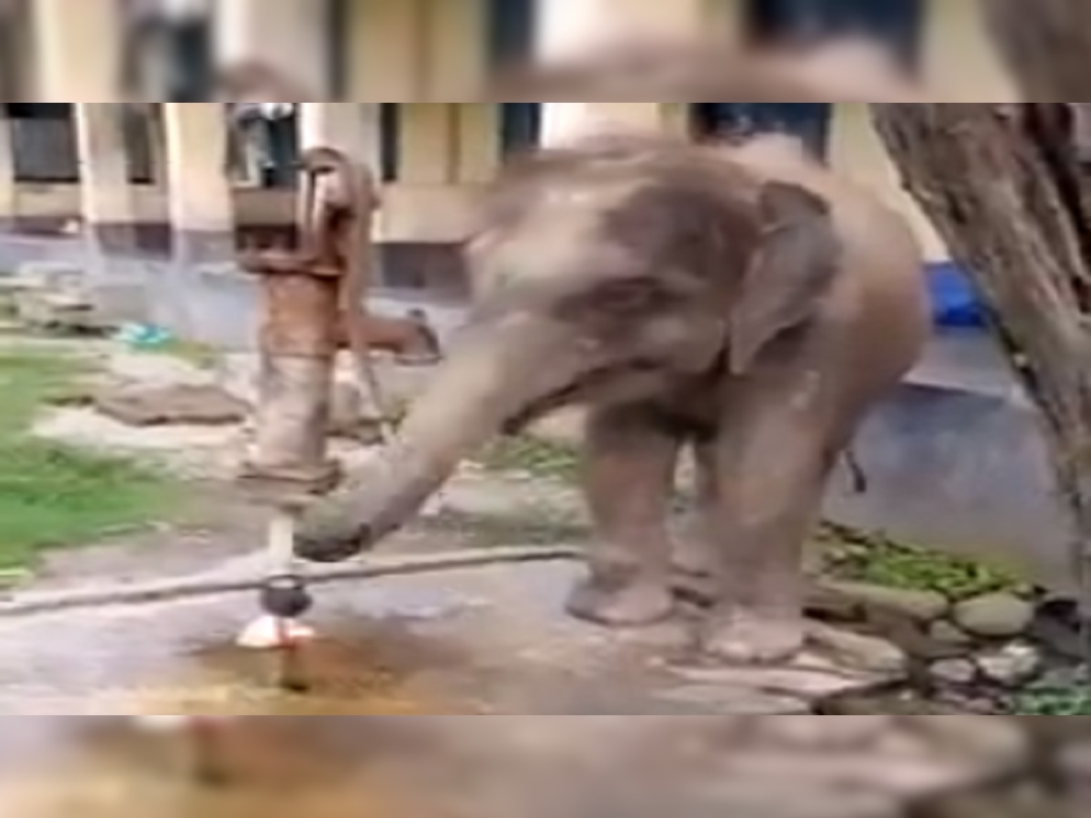 हत्तीला जेव्हा प्रचंड पाण्याची तहान लागली, सोंडेने हँड पम्प उपटून टाकला असेल का? पाहा title=