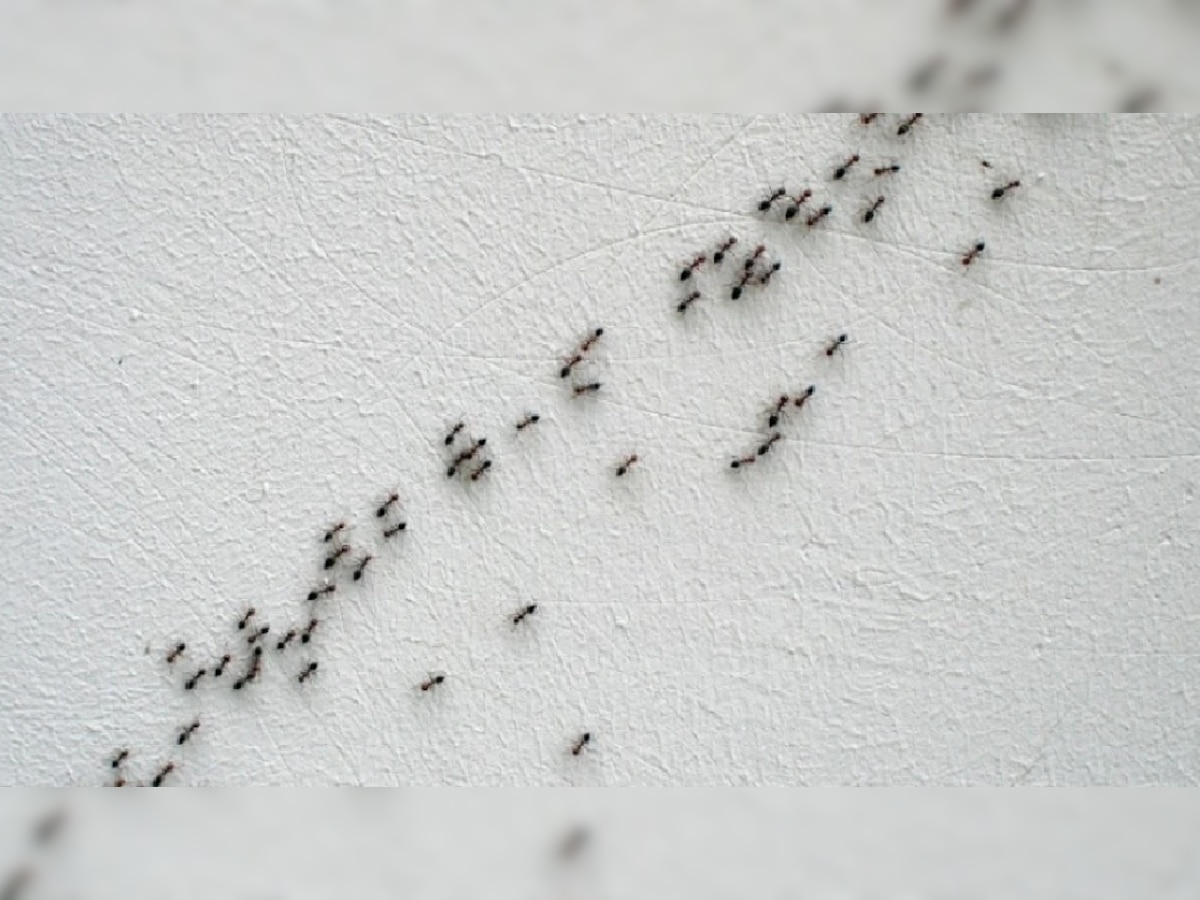 मुंग्या एका सरळ रेषेतच का चालतात? त्या नेमक्या झोपतात तरी कधी?  title=