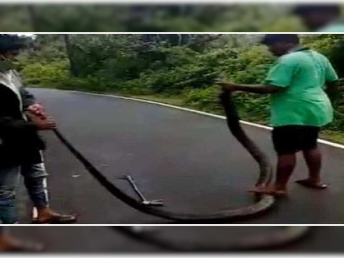 तरुणांनी पकडला भलामोठा किंग कोबरा पण; विकृत वागण्यामुळे सोशल मीडियावर व्यक्त होतोय संताप title=