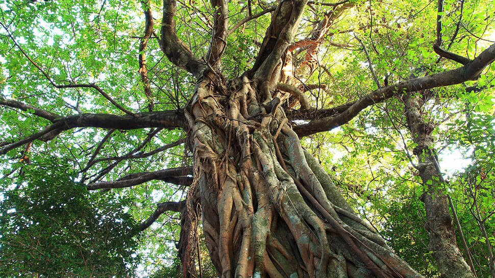 trending news, money can get from tree, African people are earning money from tree - Vimarsana News