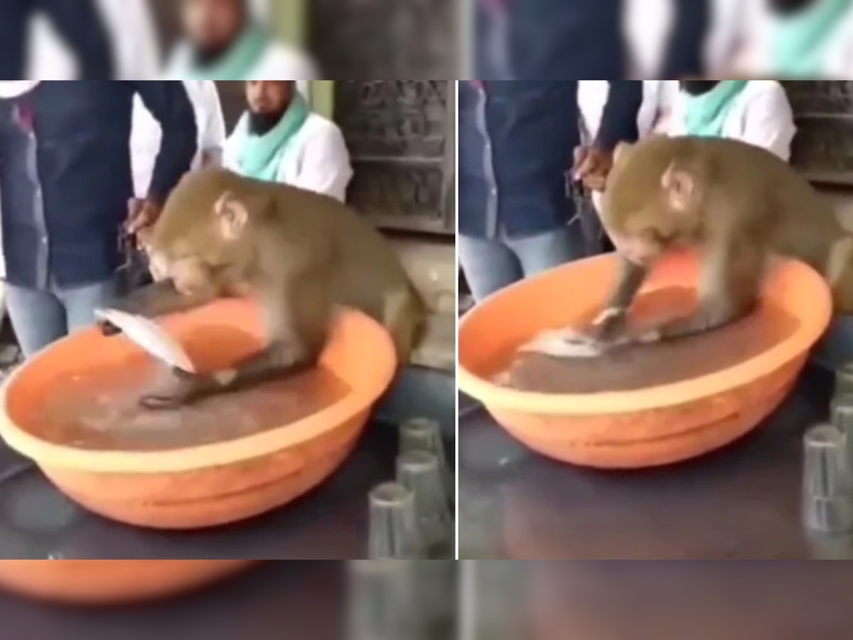 हे माकड चहाच्या कप बश्या धुतंय? पण याच्या पगाराचं काय? पाहा व्हिडीओ title=