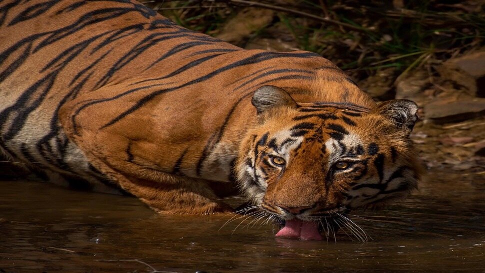 ताडोबातील खली वाघाचा मृत्यू, दोन महिन्यांपूर्वी दिली होती वाहनाने धडक 