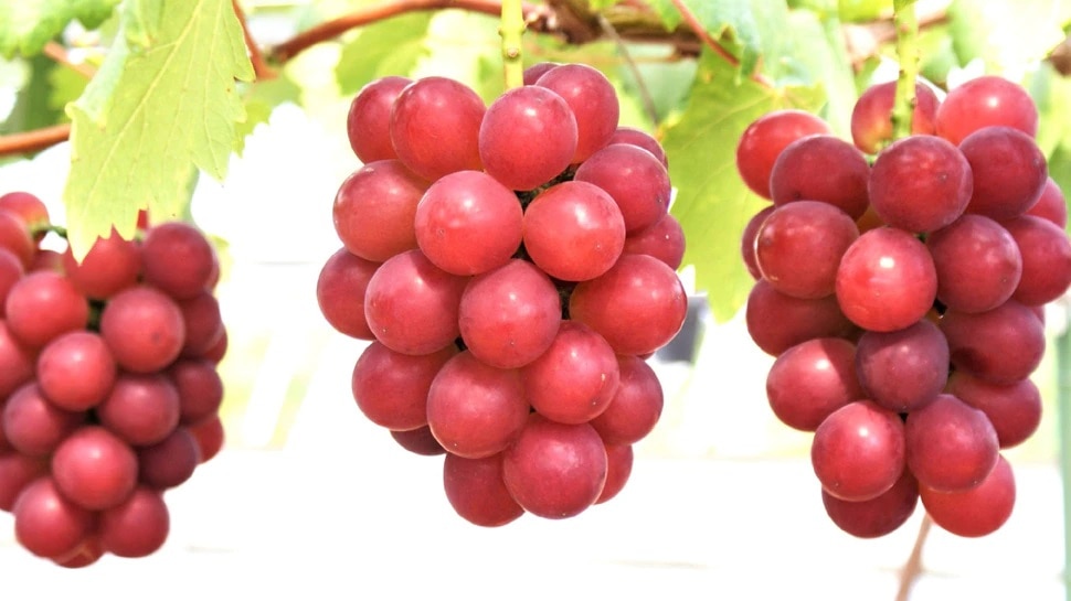 worlds most expensive Ruby Roman grapes one grape price is like your