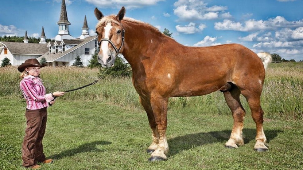 world's tallest horse big jack died at the age of 20