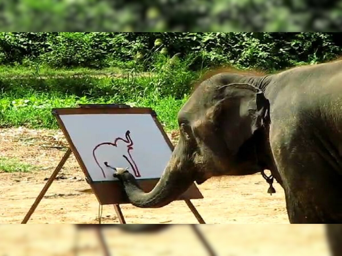 Viral video : या हत्तीने रेखाटलं स्वतःचं चित्र, पाहा व्हिडीओ title=