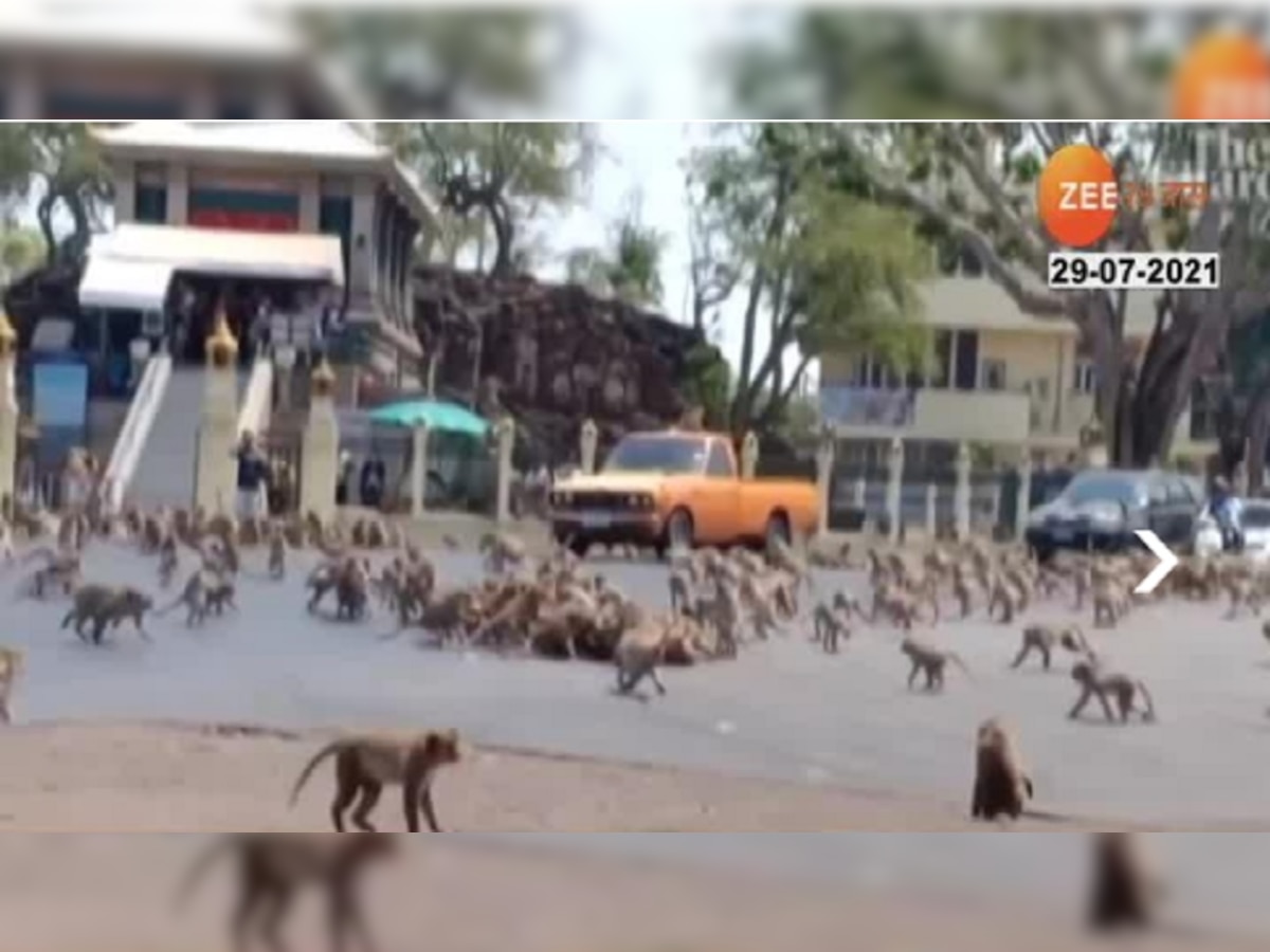 खाण्यावरून झाला वाद आणि भर रस्त्यात रंगलं माकडांचं गँगवॉर, व्हिडीओ title=
