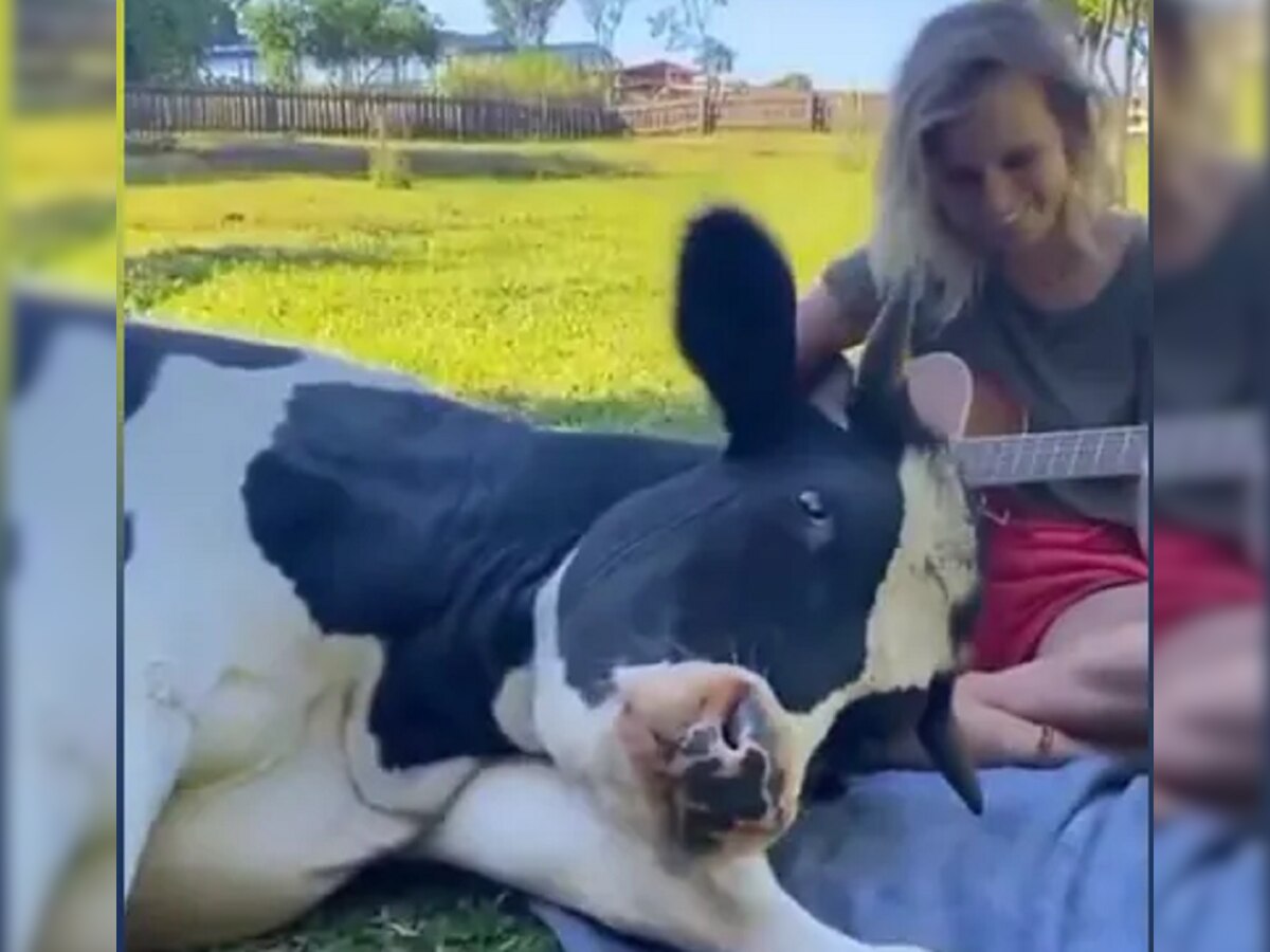 गिटार ऐकत ऐकत महिलेच्या मांडीवर गाय झोपली, आणि पुढे काय झालं पाहा व्हिडीओ title=