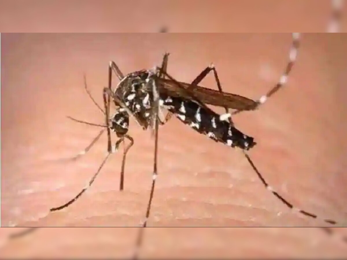 Zika virus Maharashtra | कोरोनानंतर झिका विषाणूचा धोका, पुण्यात सापडला पहिला रुग्ण title=