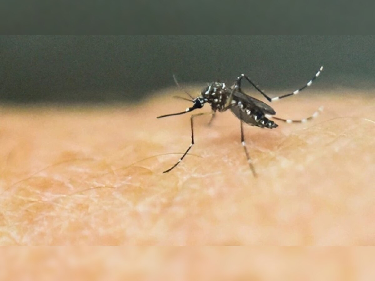 Zika virus चा राज्यात पहिला रुग्ण, झिका आजार टाळण्यासाठी काय काळजी घ्यावी? title=