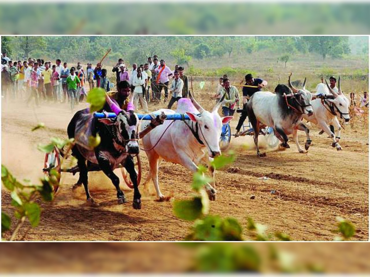 Bullock Cart Race | महाराष्ट्राच्या ग्रामीण संस्कृतीचा ठेवा असलेल्या बैलगाडा शर्यतींचा थरार पुन्हा रंगणार? title=
