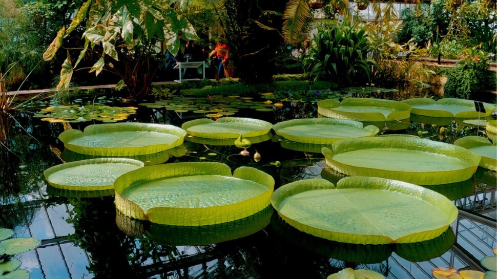 Water Lily Flower Information In Marathi Wikipedia Best Flower Site