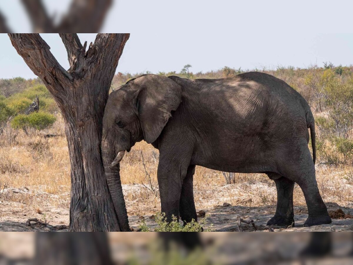 World Elephant Day 2021: हत्ती झोपतात कसे, जाणून व्हाल थक्क  title=