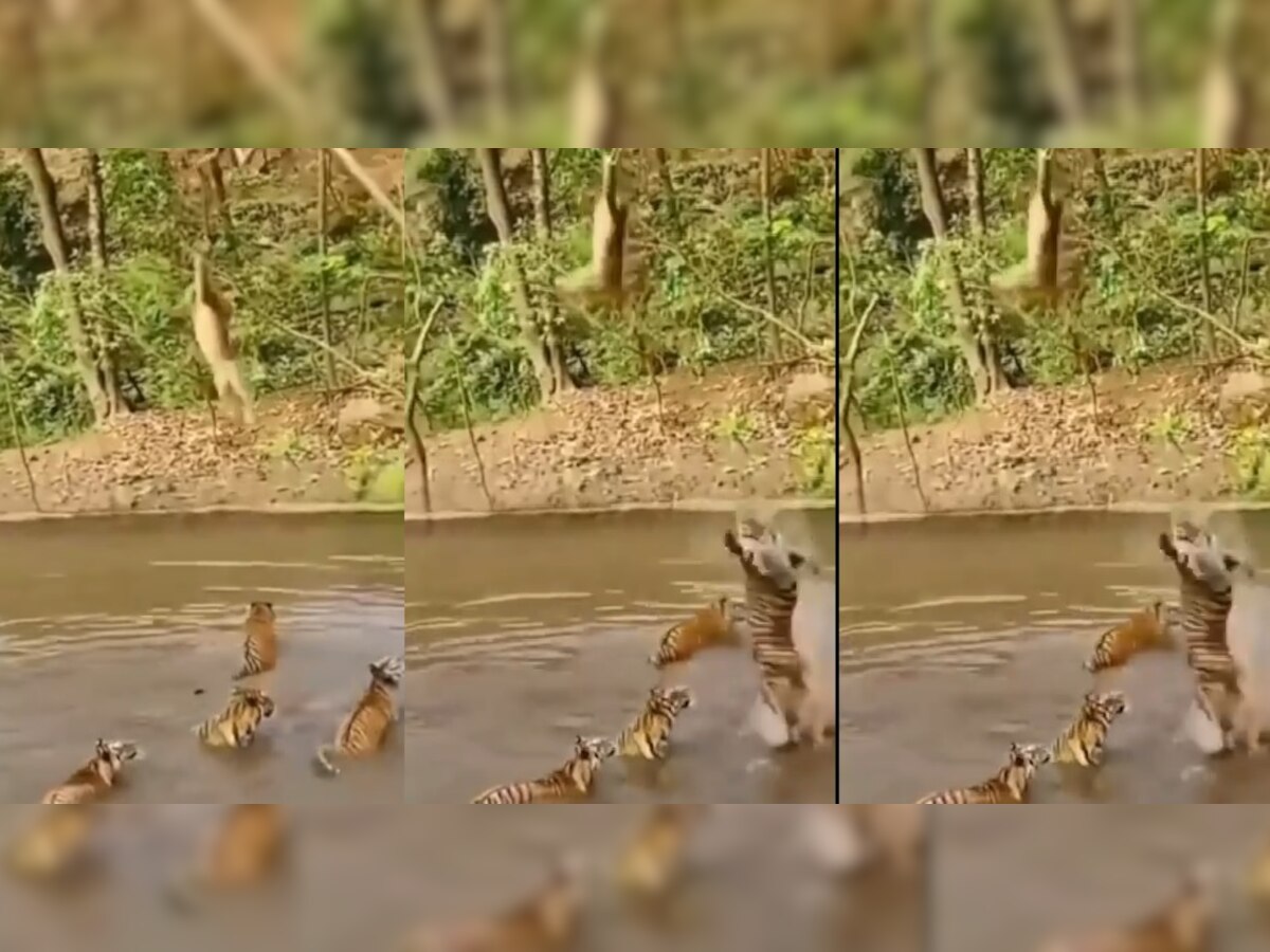 माकडचाळे करताना 5 वाघांमध्ये अडकलं माकड...पुढे काय झालं तुम्हीच पाहा व्हिडीओ title=