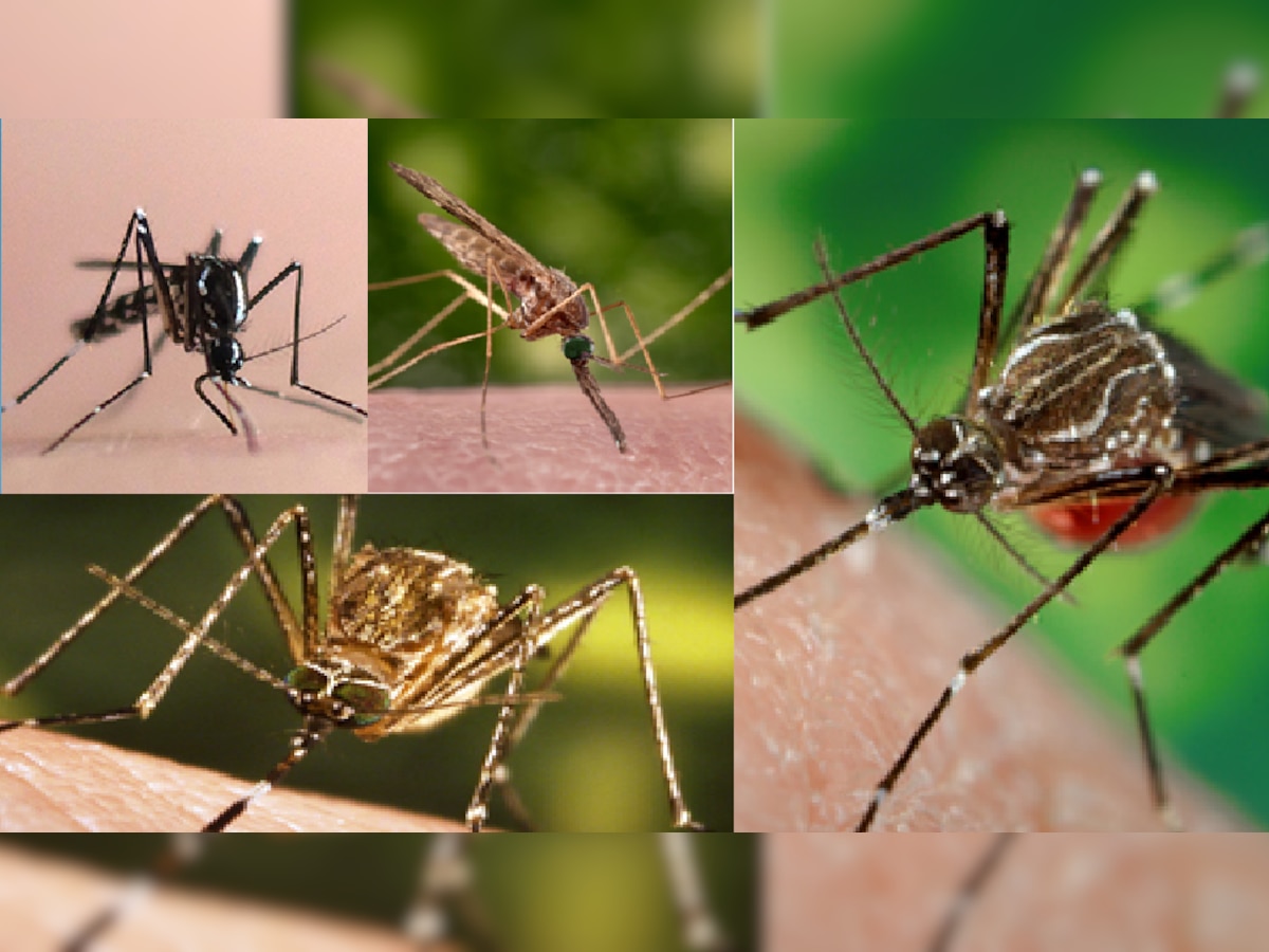 World Mosquito Day : जाणून घ्या डासांच्या प्रजाती आणि त्यामुळे पसरणारे गंभीर आजार title=