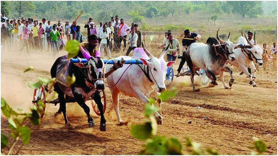 sangli-bullock-cart-race-compition-exclusive-news - Vimarsana News