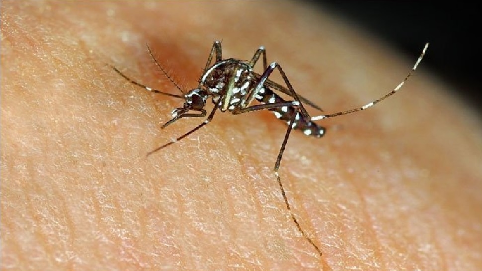 Dengue raged in the state; 11 killed - Vimarsana News