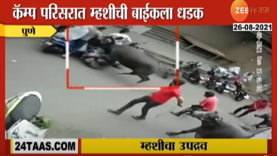 Buffalo Attack Two Bikers in Pune - Vimarsana News