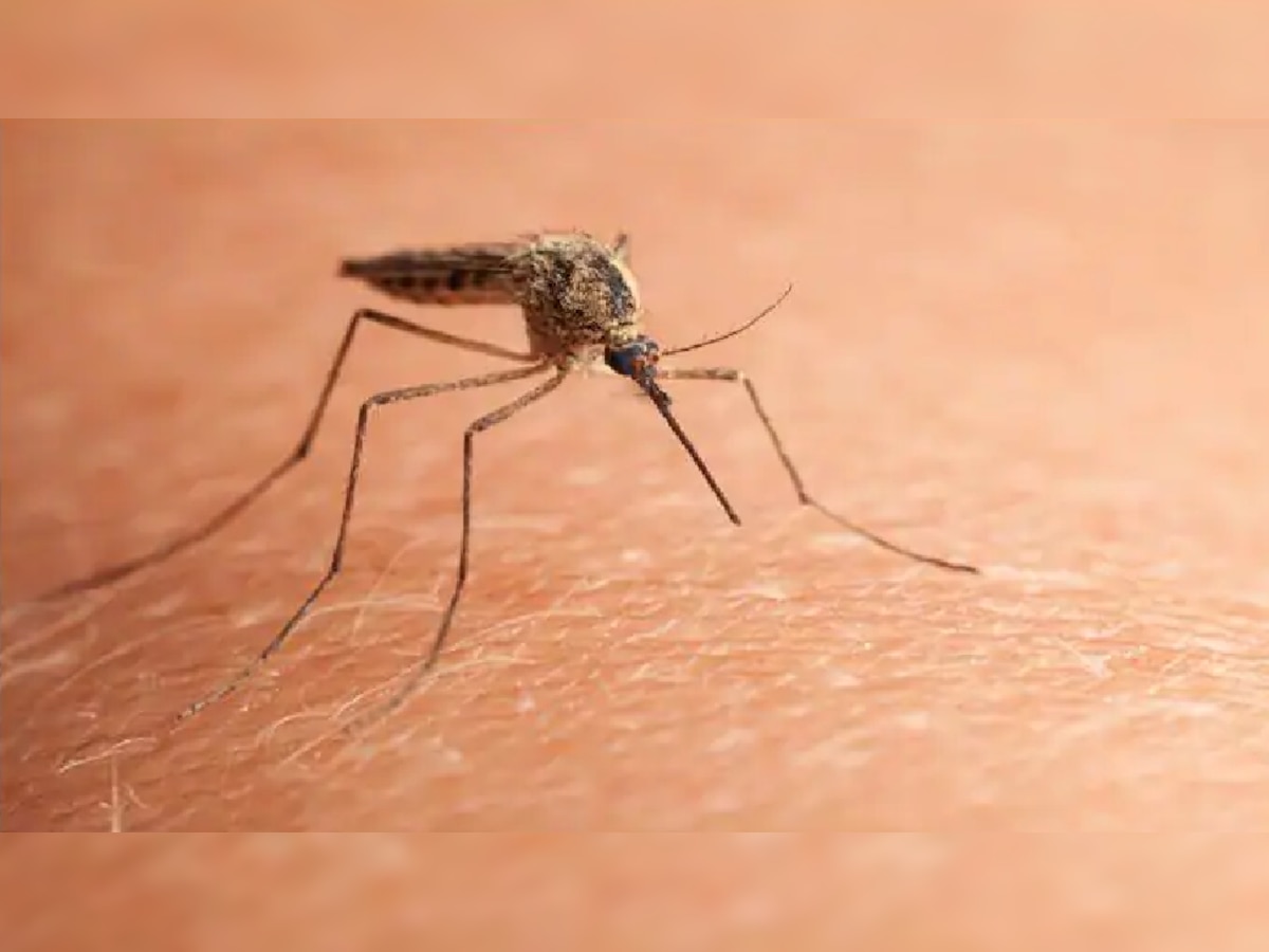 तुम्हाला माहितीही नसेल पण 'या' कारणांनी मच्छर अधिक चावतात! title=