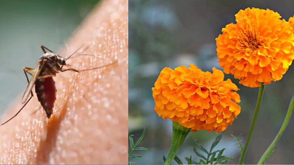 mosquitoes repellent plants dengue malaria diseases