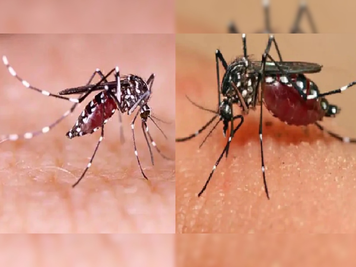 सावधान... मुंबईत डेंग्यूचा ‘ताप’ वाढला, रुग्णसंख्येत चौपटीहून अधिक वाढ title=