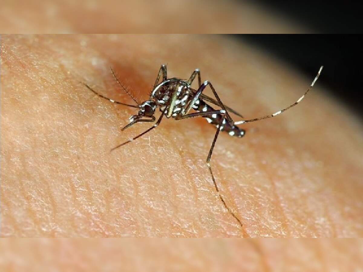 कोरोनानंतर मुंबईकरांना डेंग्यू आणि मलेरियाचा 'ताप' title=