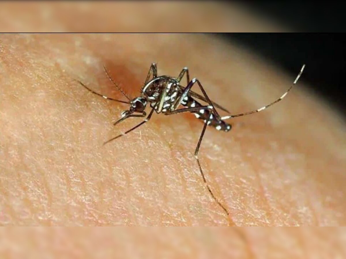 कोरोनानंतर मुंबईकरांना डेंग्यू, मलेरियाचा 'ताप' title=