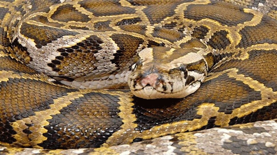 Have You Ever Seen a python vomit blood see image UK Viral News