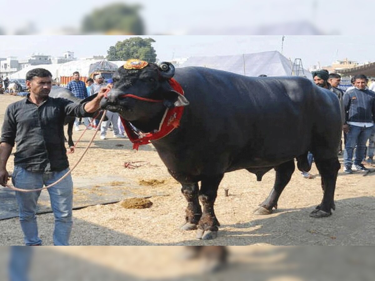 21 कोटींचा 'सुल्तान' गेला, 'सुल्तान'ची दावणी पडली ओस  title=